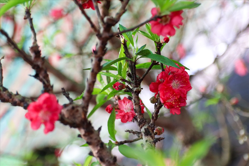 Hoa đào Thất Thốn là gì mà mỗi dịp Tết đến nổi như cồn, ai nấy thi nhau săn lùng - Ảnh 3