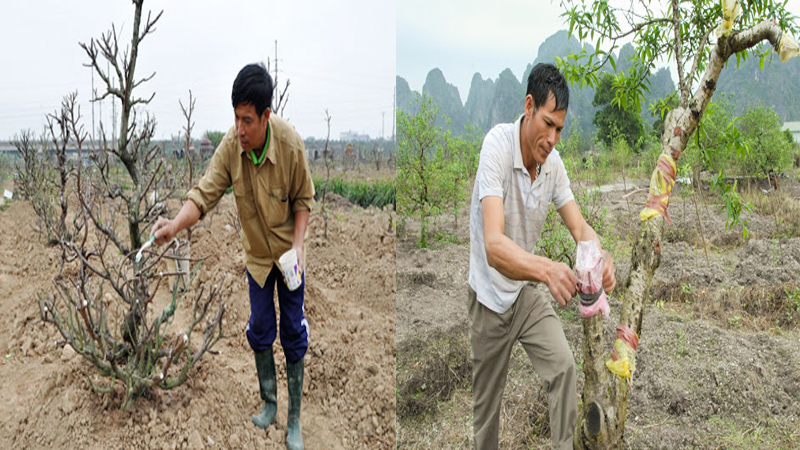 Tạo tán, tạo thế cho chậu hoa đào