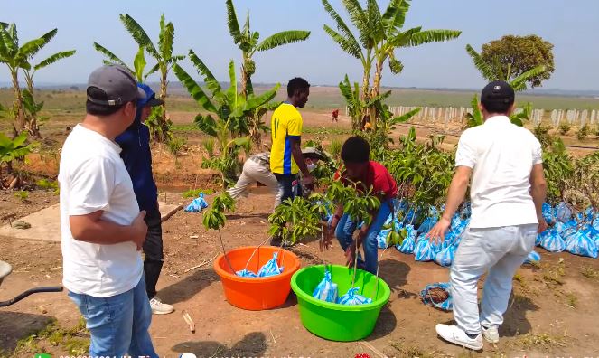 Đi săn tìm giống cây về trồng, team Quang Linh mừng rơn gặp loại cây ăn trái quen thuộc ở Việt Nam - Ảnh 5.