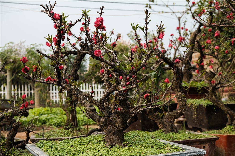 Hoa đào Thất Thốn là gì mà mỗi dịp Tết đến nổi như cồn, ai nấy thi nhau săn lùng - Ảnh 2