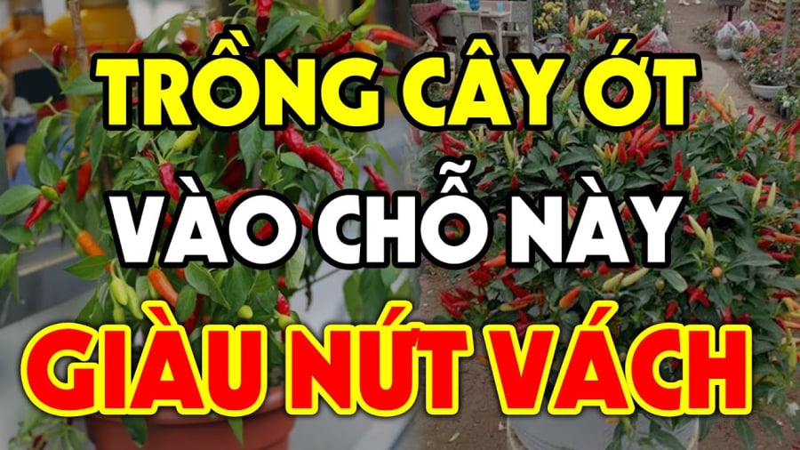 trong ot vi tri nay giau nut vach