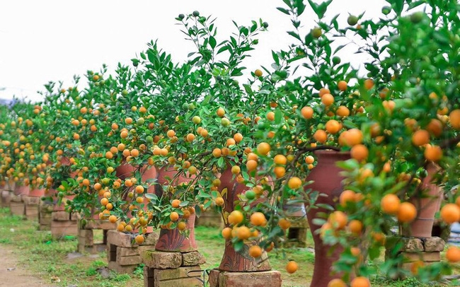 Quất cảnh chơi xong đừng vứt đi, làm theo cách đơn giản này, cây ra quả to trĩu trịt, chơi được vài Tết nữa-1