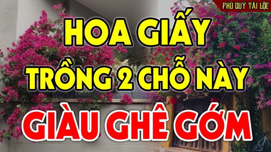 trong hoa giay cho nay giau