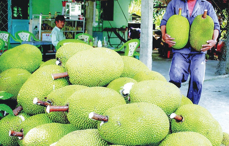 Vì sao quả mít thường bị cắt phần đầu, bôi chất trắng khi mang bán, liệu có phải thuốc bảo quản không? - ảnh 1