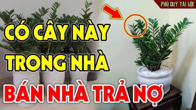 Loại cây không nên trồng trước cửa