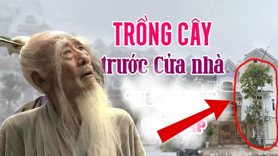 Loại cây trồng vào nhà nào nhà đấy nghèo, muốn tốt phải nhổ bỏ ngay