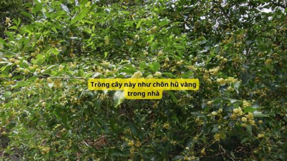 Cây phong thủy, cây hợp mệnh, cây mộc hương, phong thủy cây mộc hương