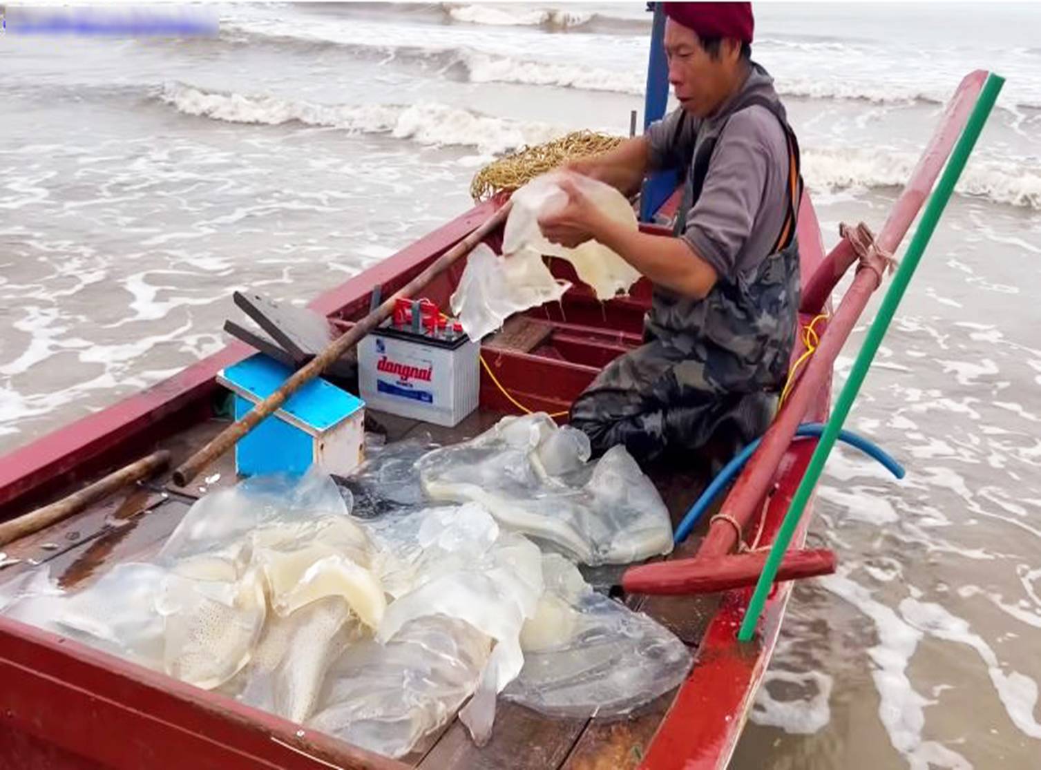 Ngư dân cắt nhỏ sứa trộn với cát biển, dân tình phẫn nộ vì mất vệ sinh, nghe giải thích mới ngỡ ngàng-3