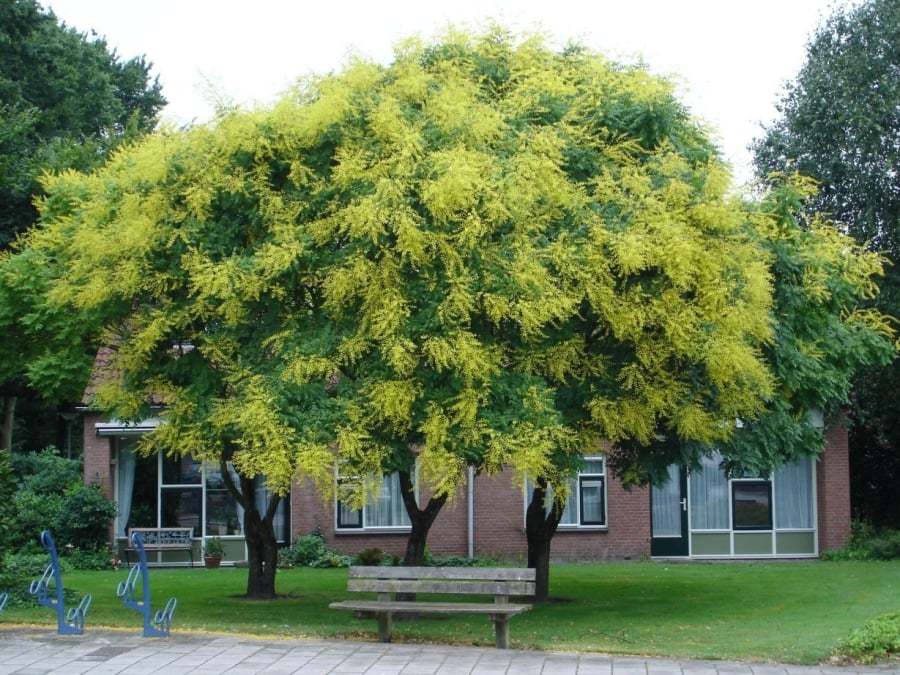 Cây mưa vàng, hay còn gọi là kim vũ, có tên khoa học là Koelreuteria paniculata, thuộc họ Bồ hòn.