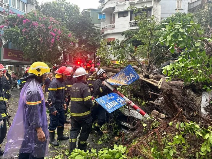  Trên địa bàn TP Hà Nội, cây xanh đổ la liệt. 