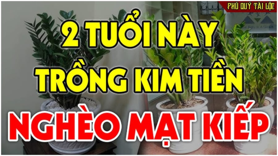 2 tuổi nên tránh trồng kim tiền kẻo nghèo khổ