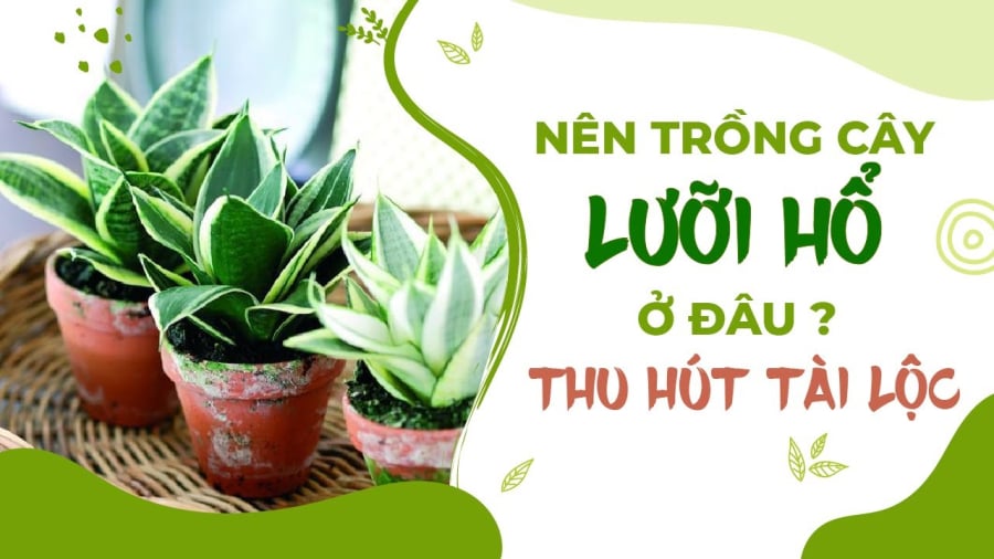 Tuổi nào nên trồng cây lưỡi hổ