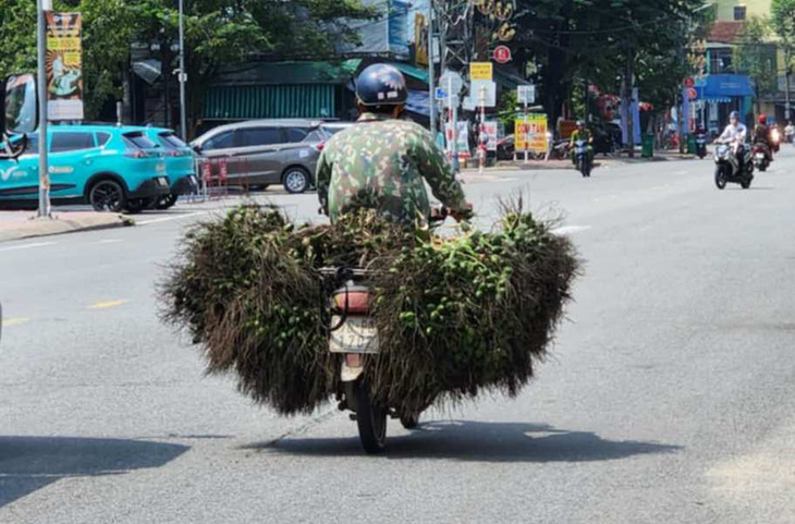 Trung Quốc 'quay xe', giá cau trên đà lao dốc - Ảnh 2.