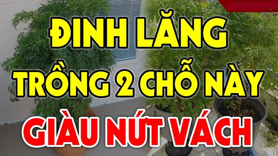 2 vị trí tốt trồng cây đinh lăng chiêu tài dụ lộc