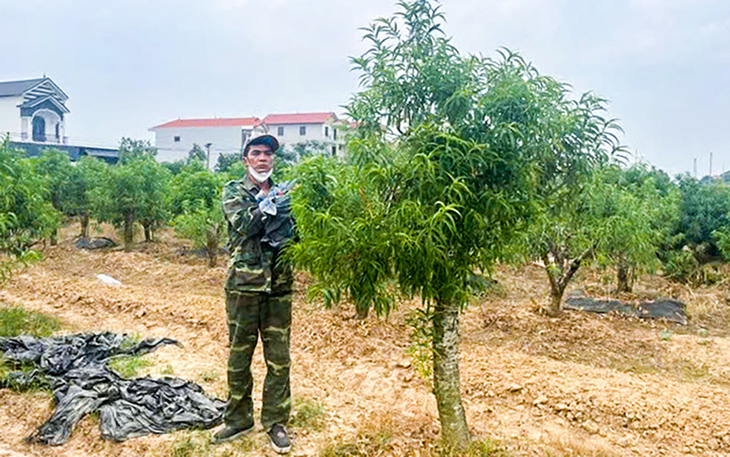 Phá hàng trăm cây đào của hàng xóm vì đẹp hơn đào nhà mình - Ảnh 1.