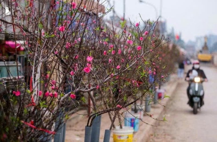 Tết Nguyên đán: Miền Bắc rét đậm và có mua phùn. (Ảnh minh họa)