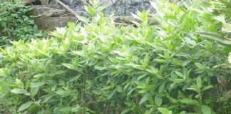 Thảo dược cây cúc tần có thể chữa bệnh gì?