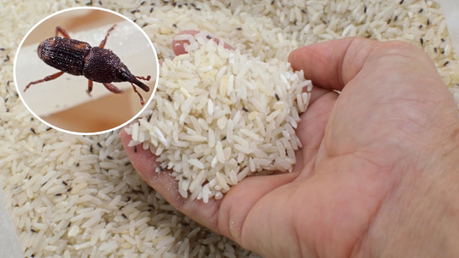 Bảo quản gạo đúng cách sẽ giúp ngăn chặn mối mọt tấn công, giữ cho gạo luôn có chất lượng tốt trong thời gian dài.