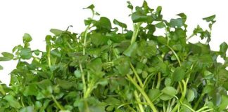 Loại rau quý chống ung thư kỳ diệu có nhiều ở Việt Nam