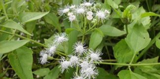 Cây cỏ lào: Tác dụng và một số bài thuốc đơn giản