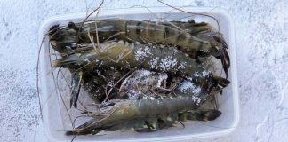 Đừng bỏ ngay tôm vào ngăn đá: Thêm 1 thìa này vào, tôm để cả tuần vẫn ngon ngọt, không chảy nước thâm đen