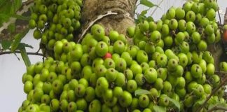 Tế bào K cũng phải ‘run sợ’ trước 4 loại quả: Được TG ‘vinh danh’ còn VN có đầy ngoài vườn