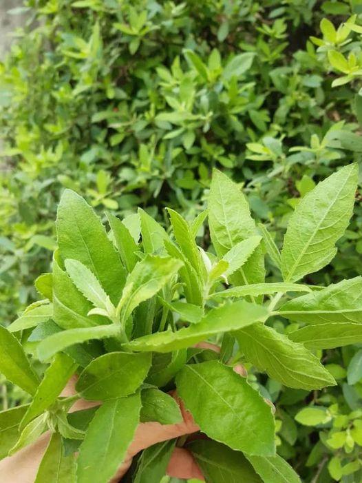 479510610_122218898864233392_6340469777899654392_n