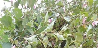 9 bài thuốc chữa bệnh từ dược liệu cây ké hoa đào