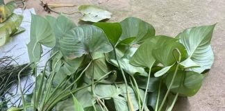 Thiên niên kiện: Vị thuốc quý trị đau xương khớp