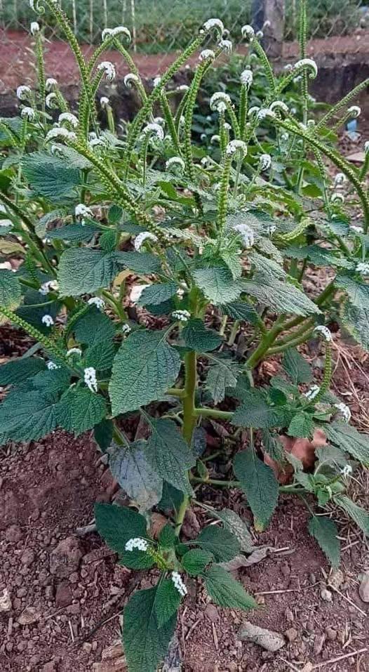 481998329_122222669750233392_6183170113730494959_n