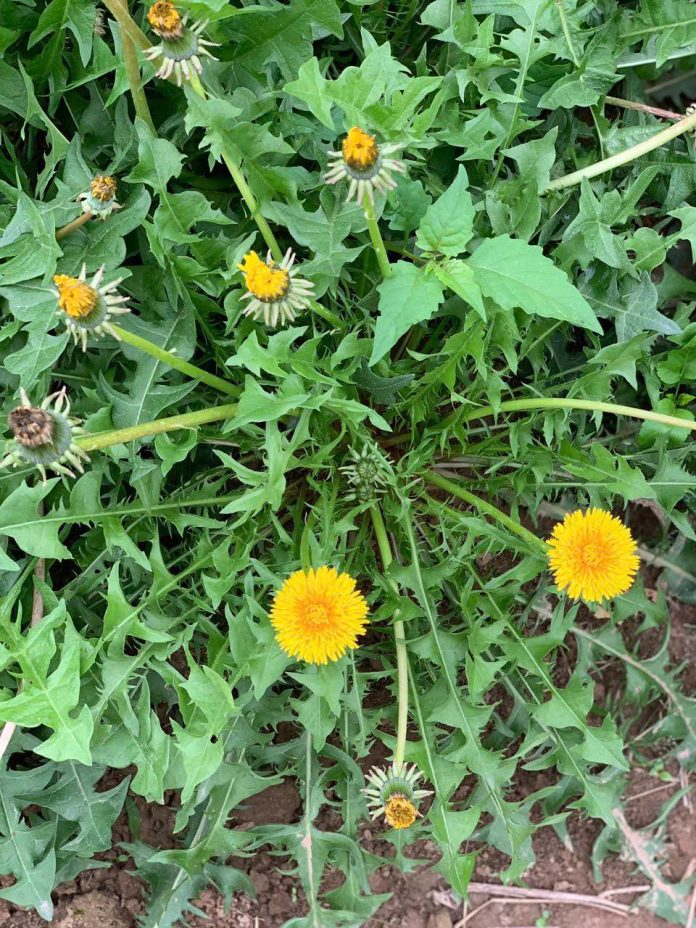 503733610_4056174134663110_5836575077437586320_n