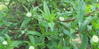 Cỏ mực cỏ nhưng công dụng kỳ diệu mà nhiều người không biết