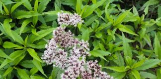 có cây này hơn Báu Vật trong tay, trồng ngay 1 khóm trong vườn khi cần