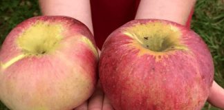 5 loại quả này nằm trong sách đen’ gây bệnh nuôi tế bào ung thư: Dù rẻ mấy cũng đừng mua ăn