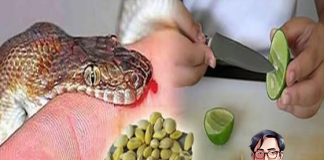 Lưu ngay bài thuốc quý giúp hút đ.ộc tố, cứu sống người bị chó dại, rắn c.ắ.n chỉ trong 1 phút