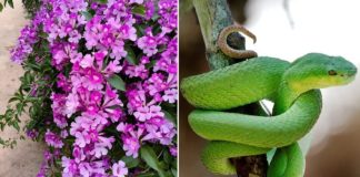 3 cách ngăn rắn bò vào nhà, ai cũng cần biết để bảo vệ gia đình