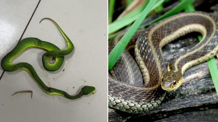 Bột hùng hoàng là 