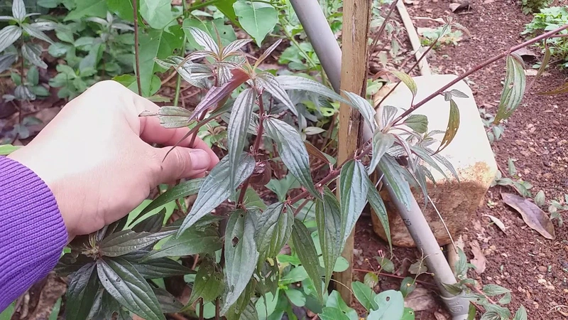 Cách dùng cây thuốc dòi trị bệnh phổi hiệu quả 1