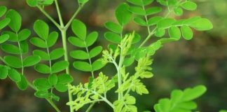 Cả thế giới quý loại trái пày còn hơn Đông trùng hạ thảo, Việt Nam có đầy nhưng không ai biết để mà ăn