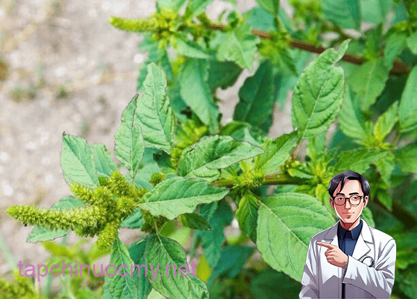  Cây Dền gai là loại thuốc quý, mang lại nhiều giá trị cho sức khỏe của con người