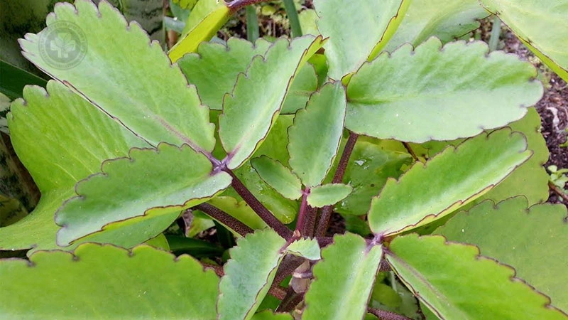 Cây lá bỏng hay còn gọi là cây trường sinh, cây sống đời, cây thuốc bỏng…