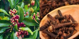 hóa ra muỗi sợ nhất là “nó ” Lấy thứ này cắm vào quả chanh rồi để góc nhà, muỗi một đi không trở lại