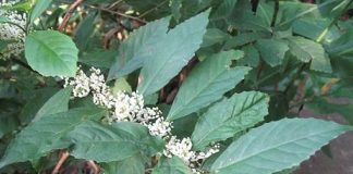 Cây đơn răng cưa có tác dụng gì? Thành phần có trong cây đơn răng cưa