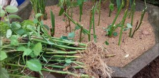 Loại rau giàu sắt gấp 3 lần thịt bò, cắm xuống đất là mọc tua tủa, ăn quanh năm