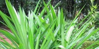 Loại cây có hương thơm đặc trưng: Vừa làm gia vị, vừa là ‘thần dược’ cho sức khoẻ