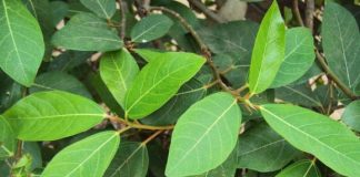 Hai loại lá ‘xin được không mất tiền’ đem phơi khô là dược liệu vàng giúp hạ đường huyết, mát gan, ở Việt Nam có nhiều