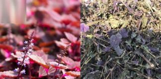 4 loại lá phơi khô thành “vật quý”, nhiều người vứt bỏ tiếc hùi hụi