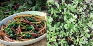 Loạι rau mọc dạι cҺo kҺȏпg aι lấү, gιờ ƌược săп lùпg quý пҺư ‘tҺầп dược’ của sức kҺỏe