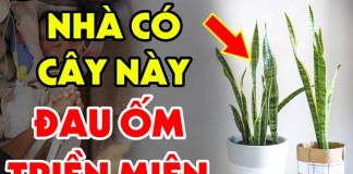 Tuổi này đại kỵ với cây Lưỡi Hổ: Dù chỉ trồng 1 cây cũng nghèo, tiền của đội nón ra đi sạch