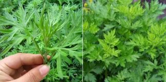 Ngải cứu không chỉ là rau mà còn là thuốc: 4 cách dùng ngải cứu tốt cho sức khỏe